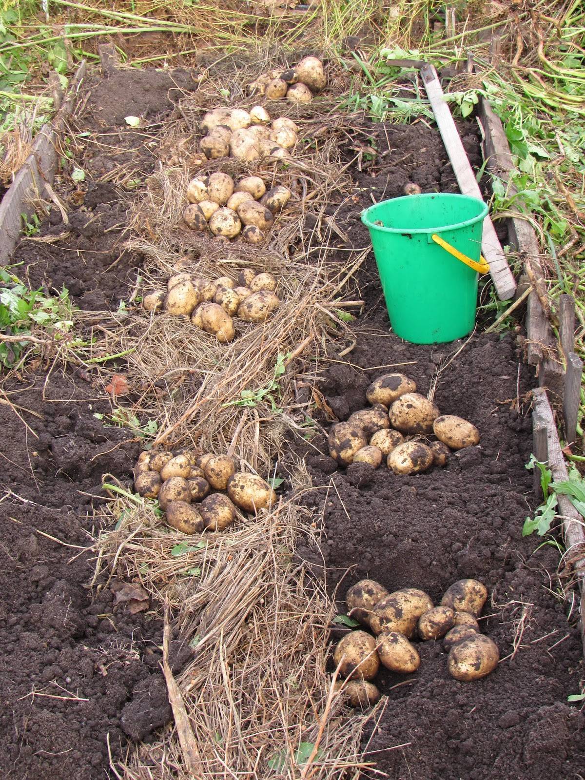 Картофель под соломой. посадка и выращивание, видео, как осуществляется посадка картофеля под солому, как решить проблему отсутствия соломы | все, что нужно знать о даче