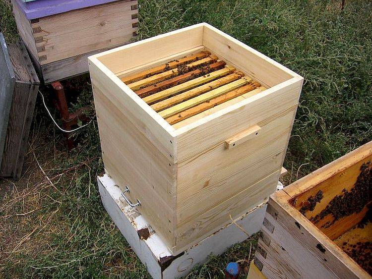 Какой улей лучше: виды, по каким критериям выбирать, топ-4 лучших варианта, советы начинающим пчеловодам