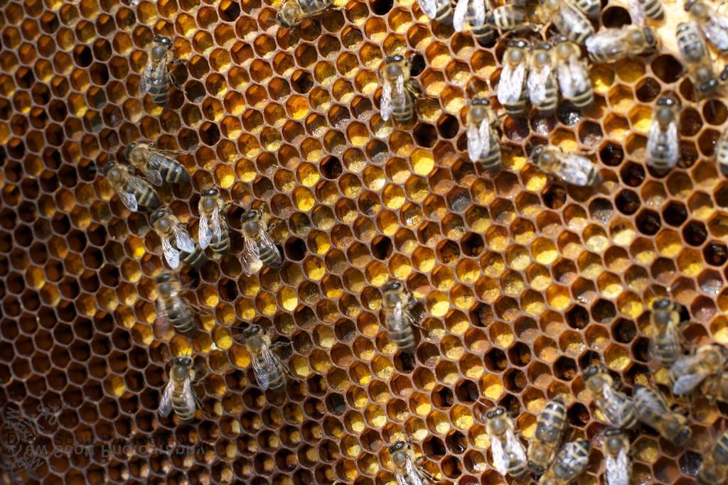 Пчеловодство и биологические особенности пчел.
