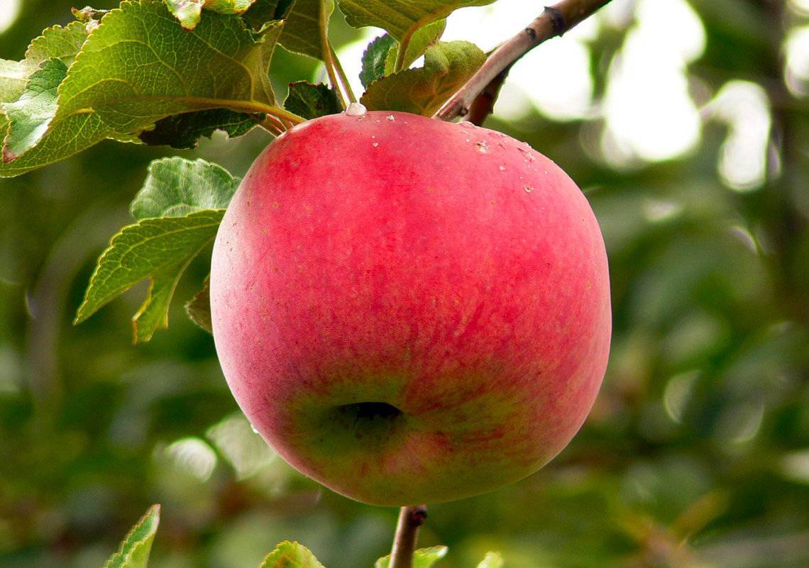 Характеристики яблони апорт - медоносы | описание, советы, отзывы, фото и видео