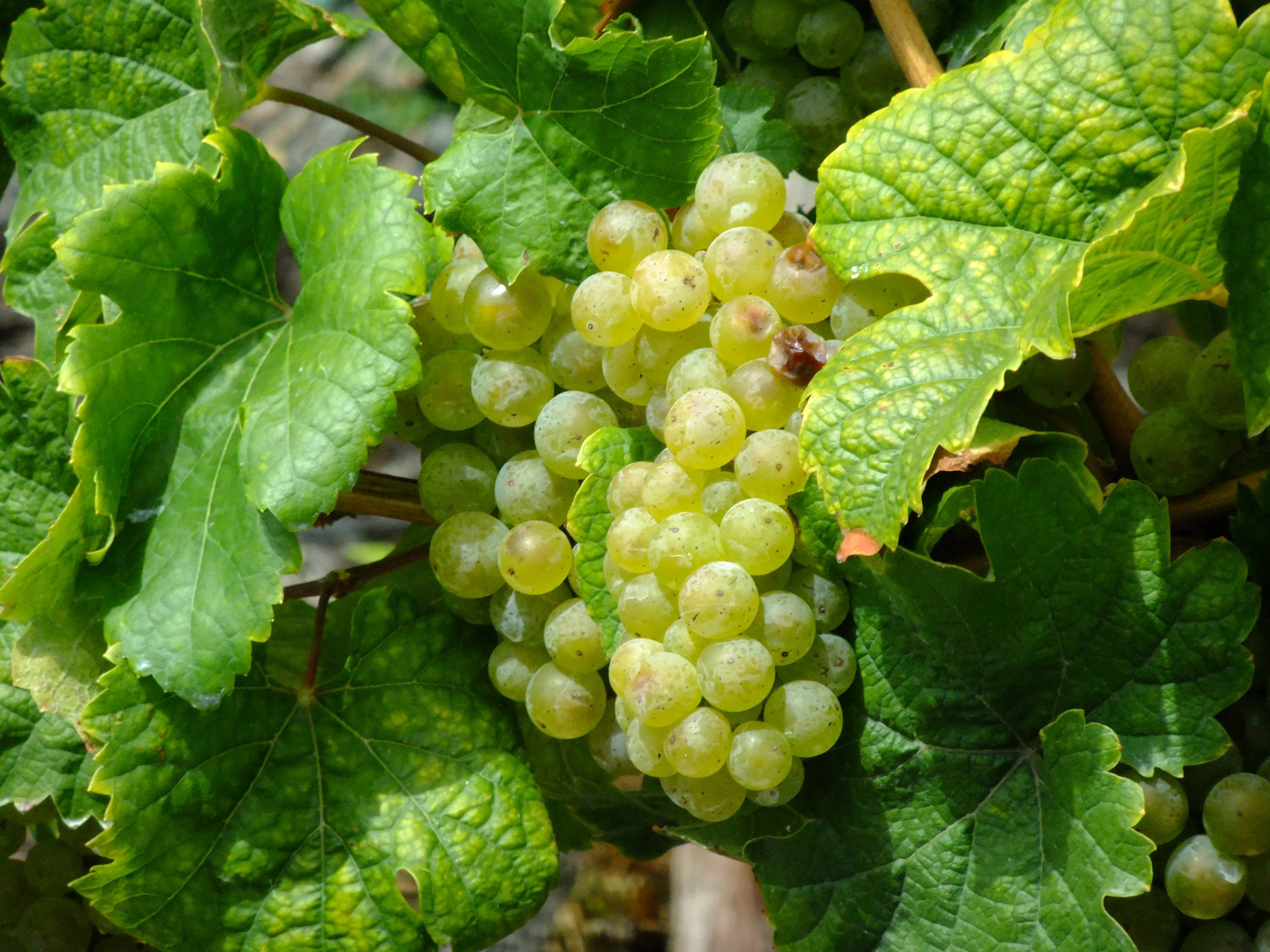 Рислинг вино белое сухое, полусухое: сорт винограда германия, что такое, цвет