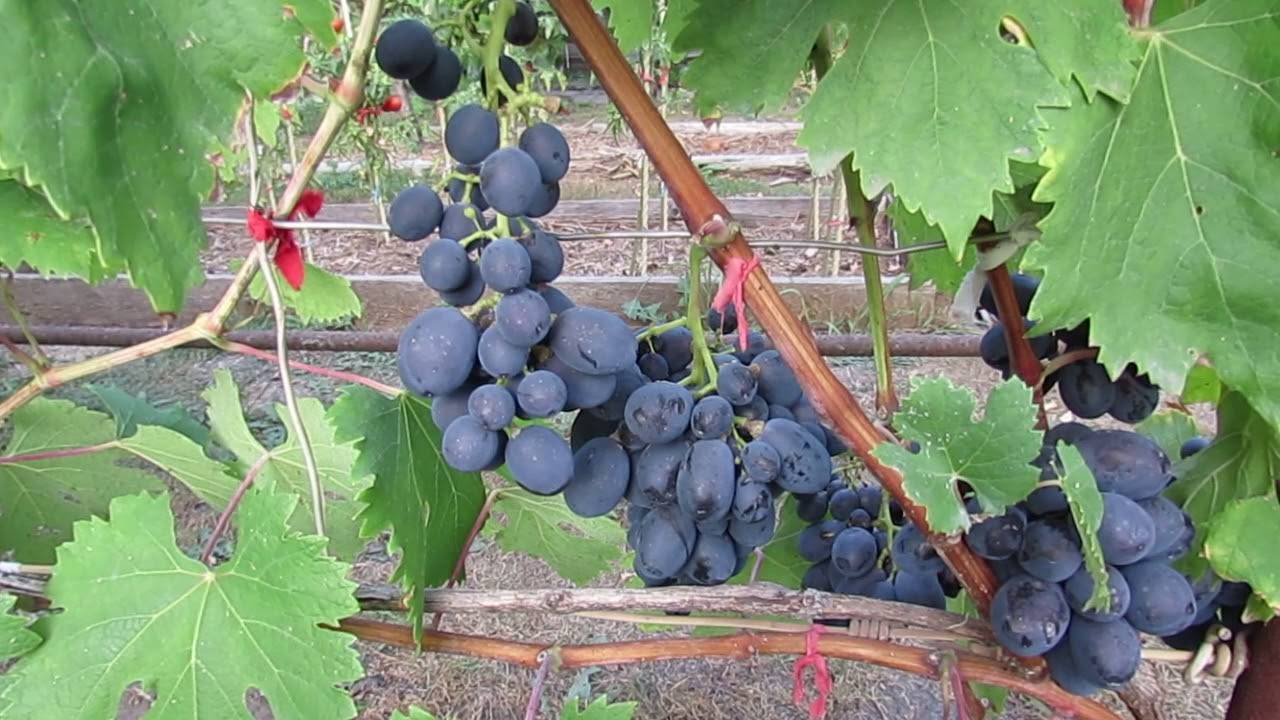 Виноград фуршетный: описание сорта и характеристики, посадка и уход, размножение