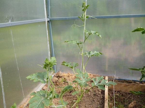 Секреты выращивания арбузов в теплице из поликарбоната