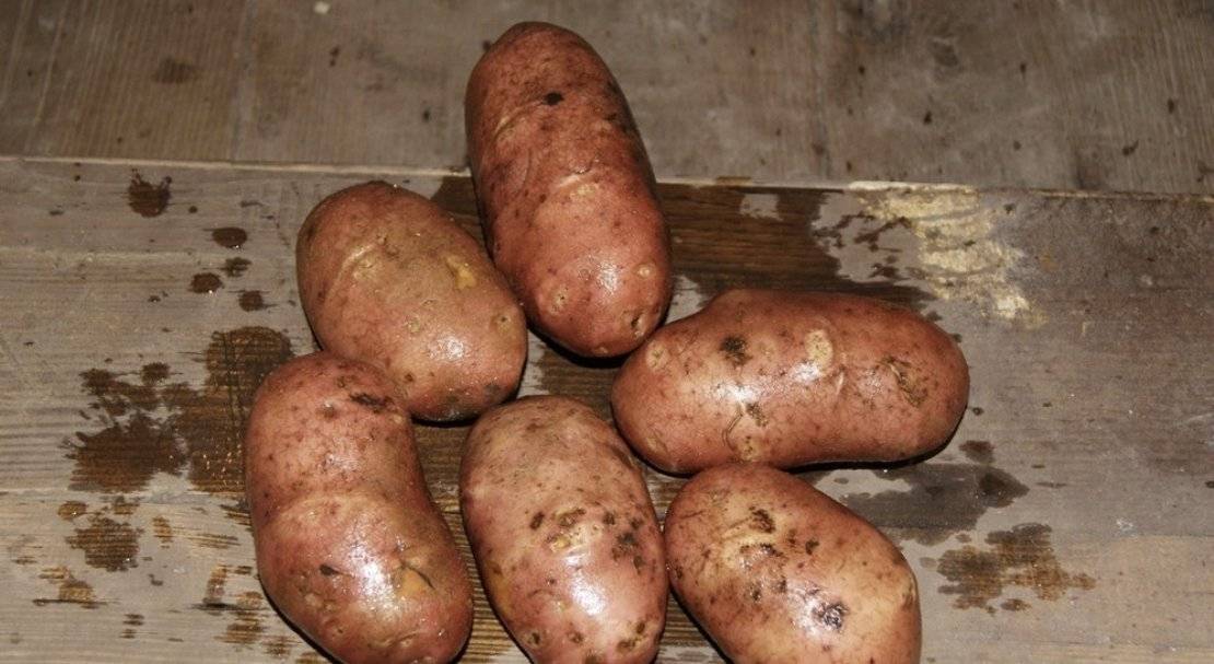 Сорт картофеля манифест: характеристика, описание и фото, достоинства и недостатки, правила выращивания картошки, болезни и вредители