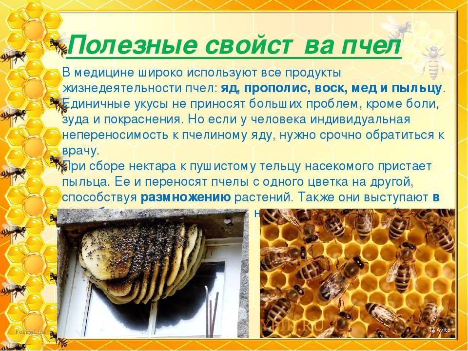 Пчеловодство для начинающих: с чего начать, основы, советы