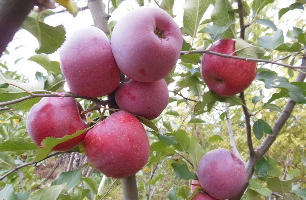 Яблоня флорина: фото и описание сорта, отзывы