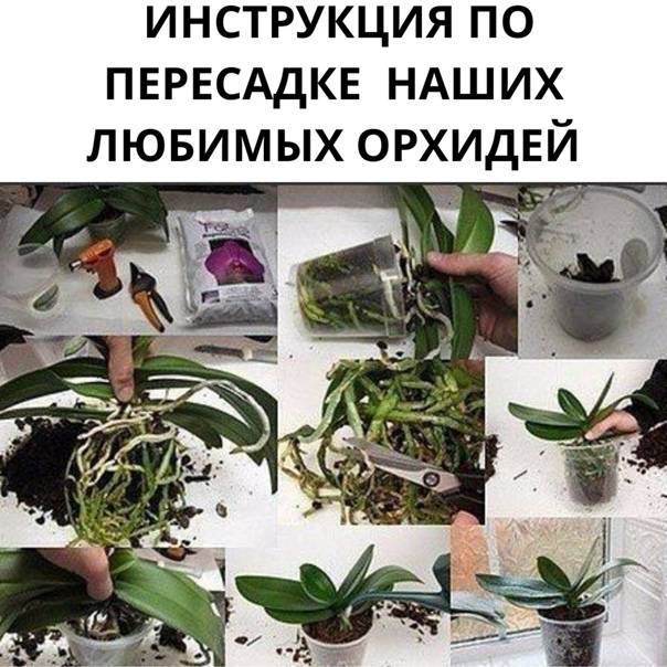 Как отсадить детку орхидеи от цветоноса. основные правила, пересадки деток орхидеи в домашних условиях