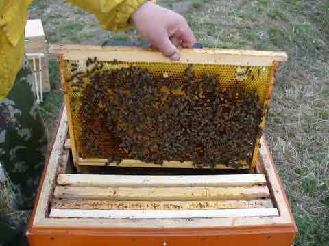 Противороевые методы пчеловодства для различных ульев