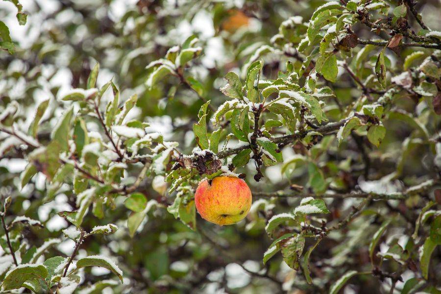 Яблоня зимой. Поля яблок. 21 Октября день яблока. Small Orchard.