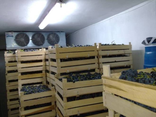 Как хранить виноград в домашних условиях, как сохранить виноград на зиму, чем обрабатывают для длительного хранения