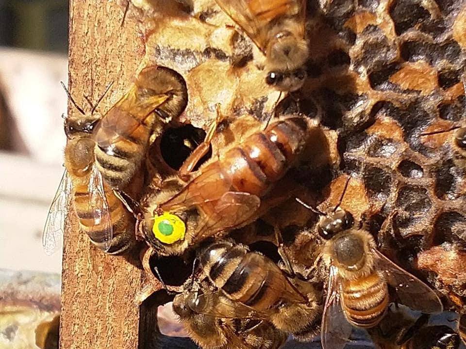 Пчелы "бакфаст": описание породы, их особенности, достоинства и недостатки