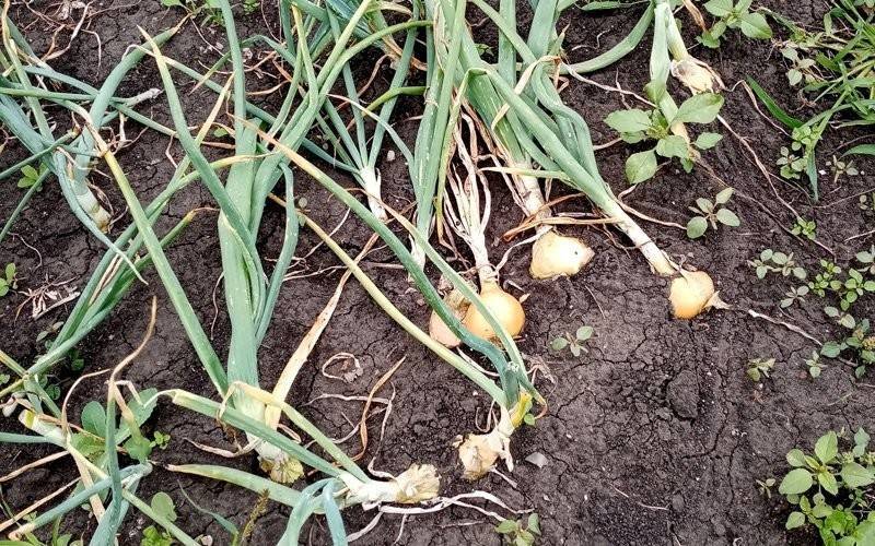 Когда убирать лук-порей в сибири и как правильно выращивать в открытом грунте