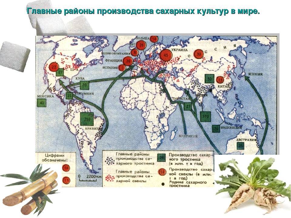 Где растет кукуруза: страны-лидеры, районы выращивания в россии, сорта для открытого грунта