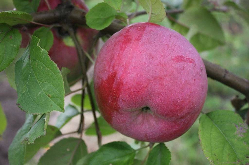 Яблоня флорина: описание, фото, отзывы садоводов, посадка