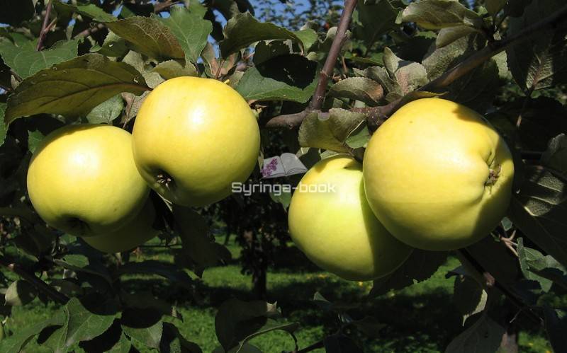 Яблоня славянка: особенности сорта и ухода