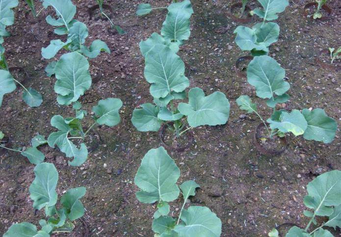 Капуста брокколи: выращивание и уход в открытом грунте, сбор и хранение урожая, фото