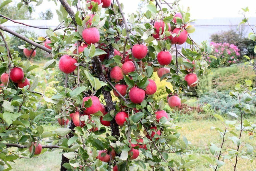 Яблоня сорта орловское полосатое: подробная характеристика и описание сорта, агротехника выращивания и уход, фото