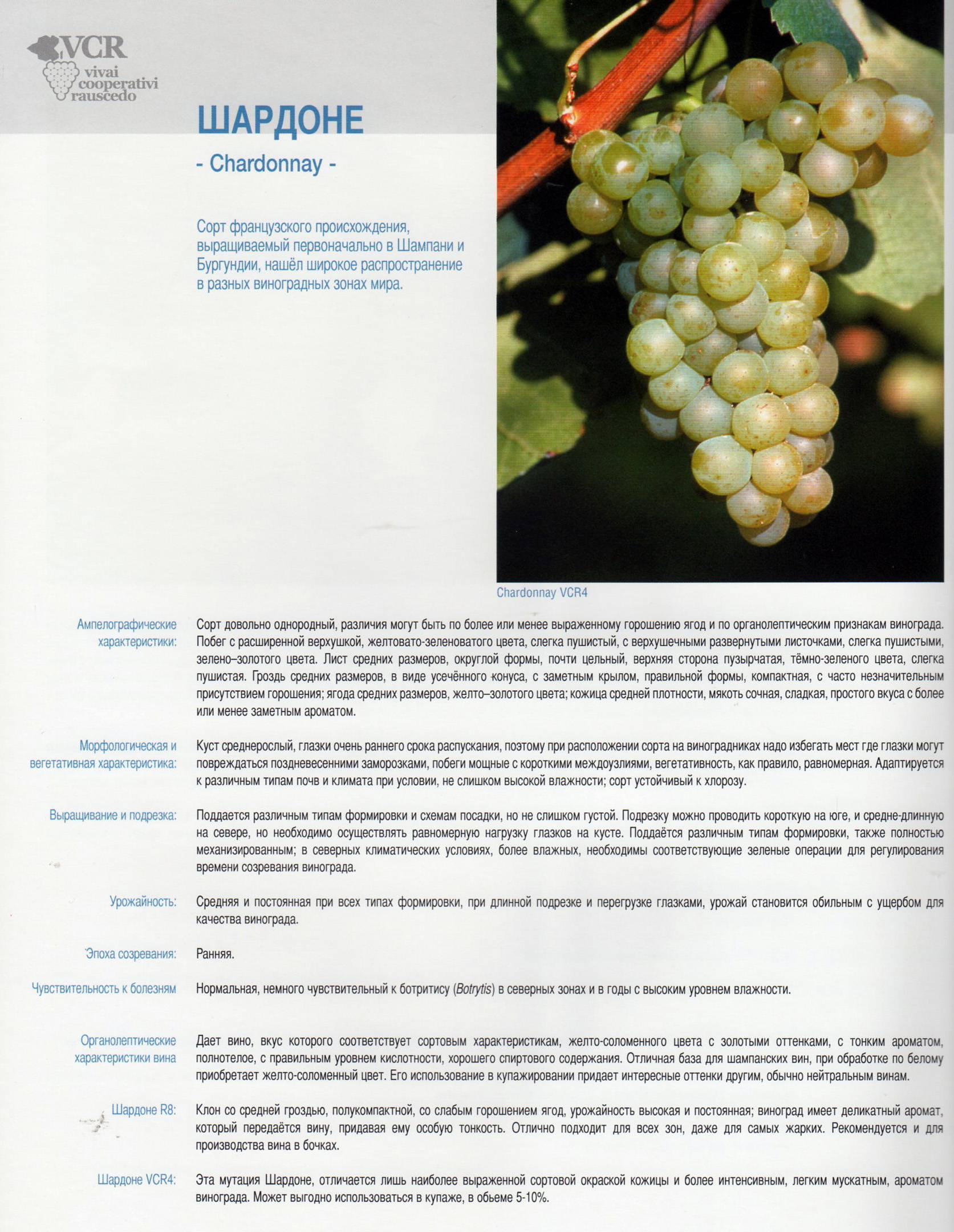 Описание и технология выращивания винограда сорта Сенсация