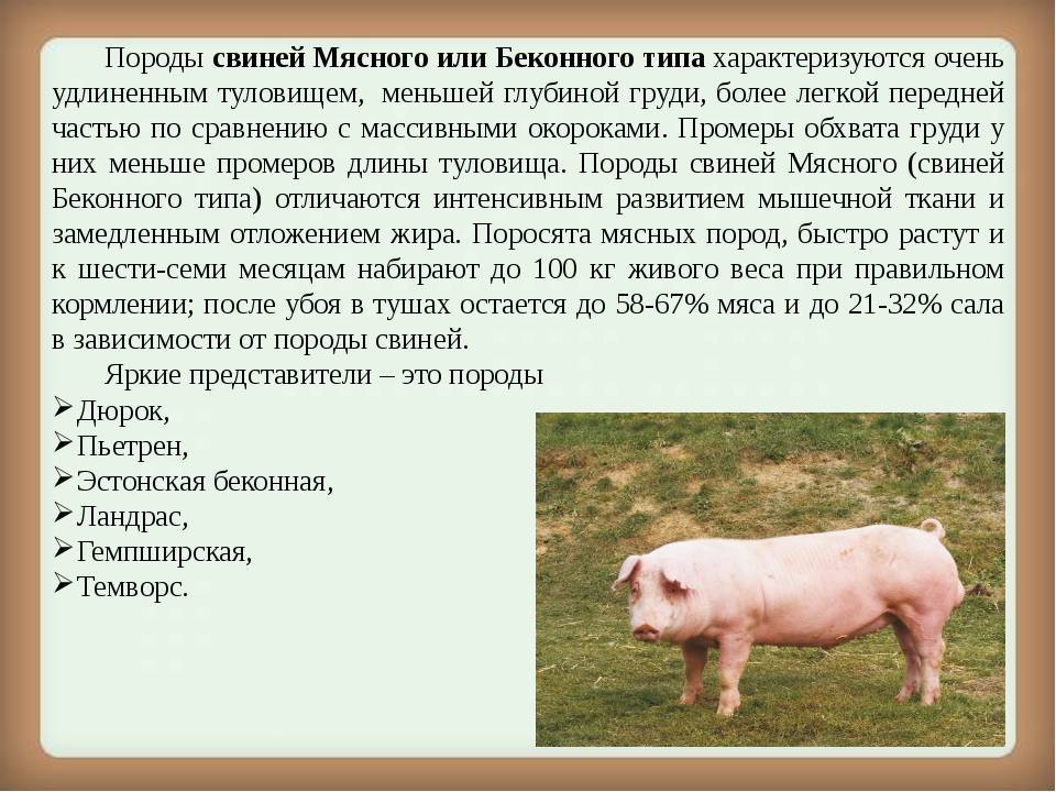 Какие породы свиней лучше разводить для получения мяса
