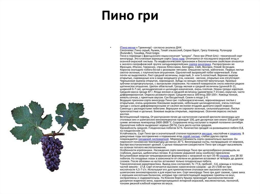 Характеристика и описание сорта винограда «кодрянка»