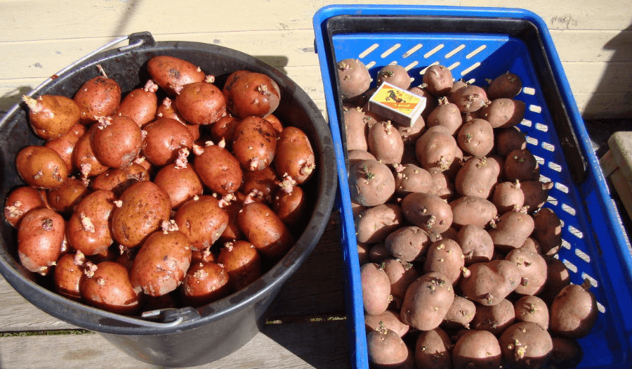 Картофель рябинушка: описание и характеристика, вкусовые качества сорта, выращивание и уход за картошкой, фото
