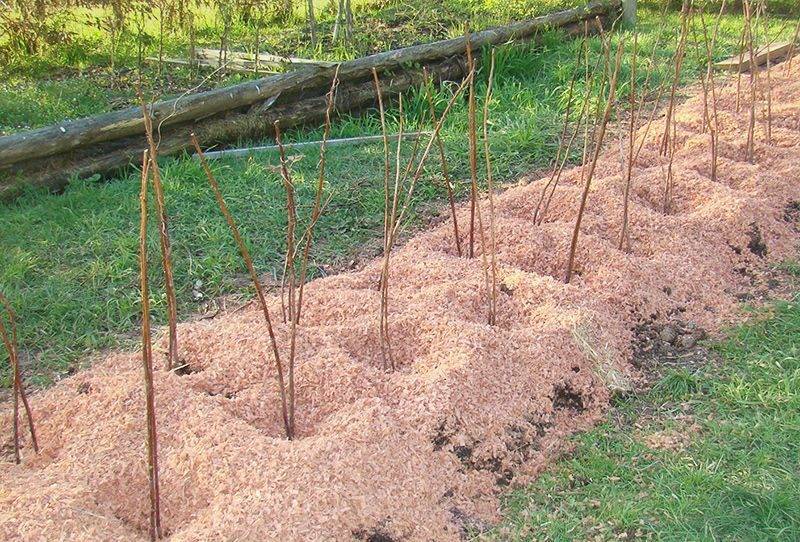 Выращивание малины в открытом грунте