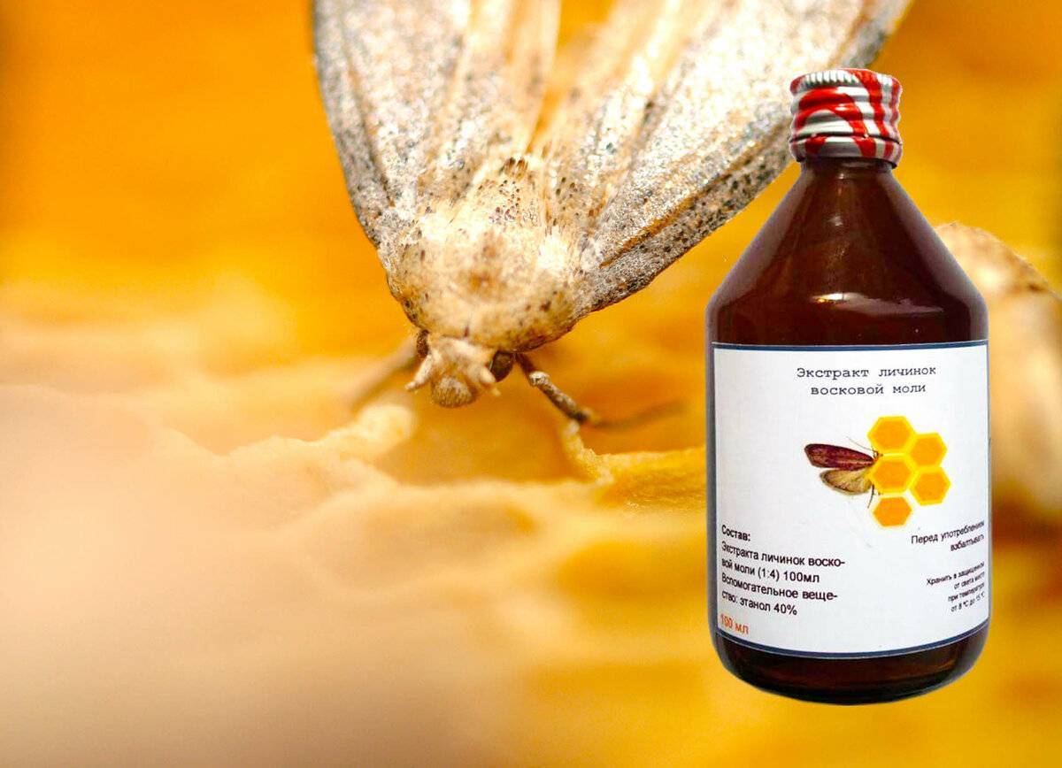 Восковая моль: применение пчелиной огневки в народных рецептах для лечения заболеваний