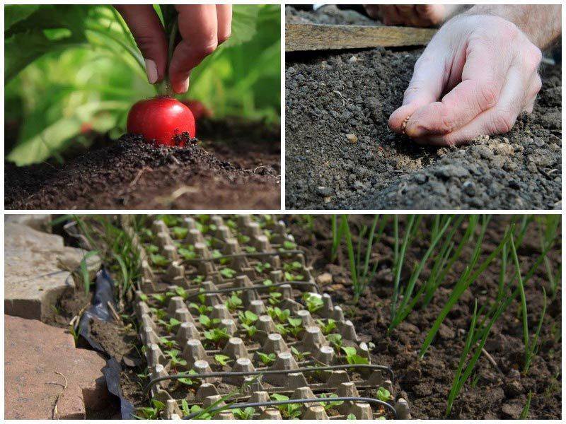 Когда сажать редьку черную в открытый грунт и как: срока посева корнеплодами и семенами, уход за растением, а также все о выращивании