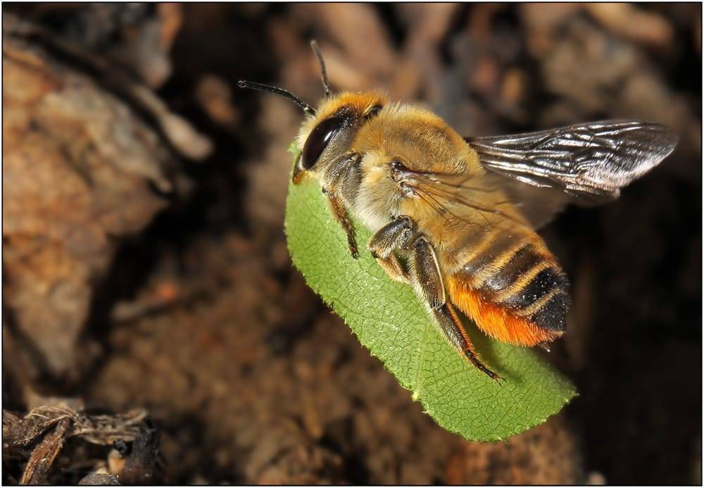 Пчела листорез: описание, распространение, польза и вред