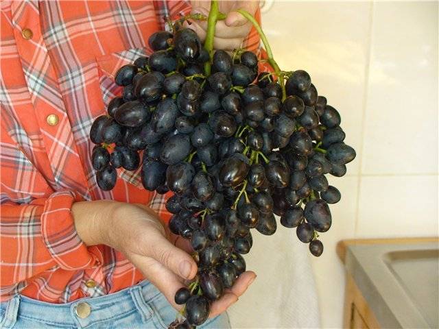 Виноград «надежда азос»: описание сорта, фото, отзывы