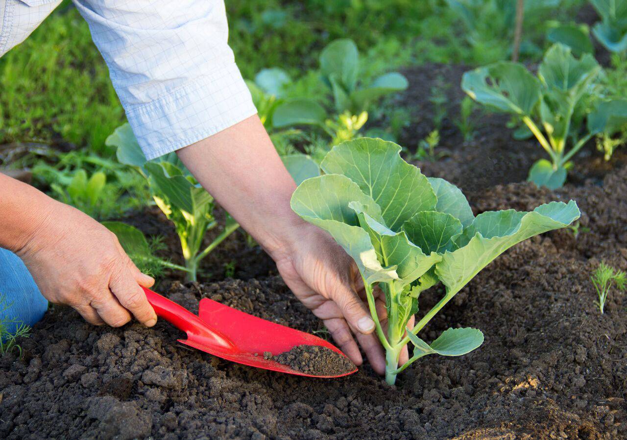 ✅ выращивание сои: правильная посадка, уход, полив, вредители и болезни, сбор урожая