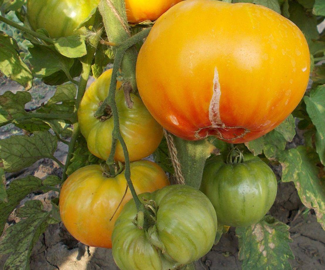 Семена томат загадка природы