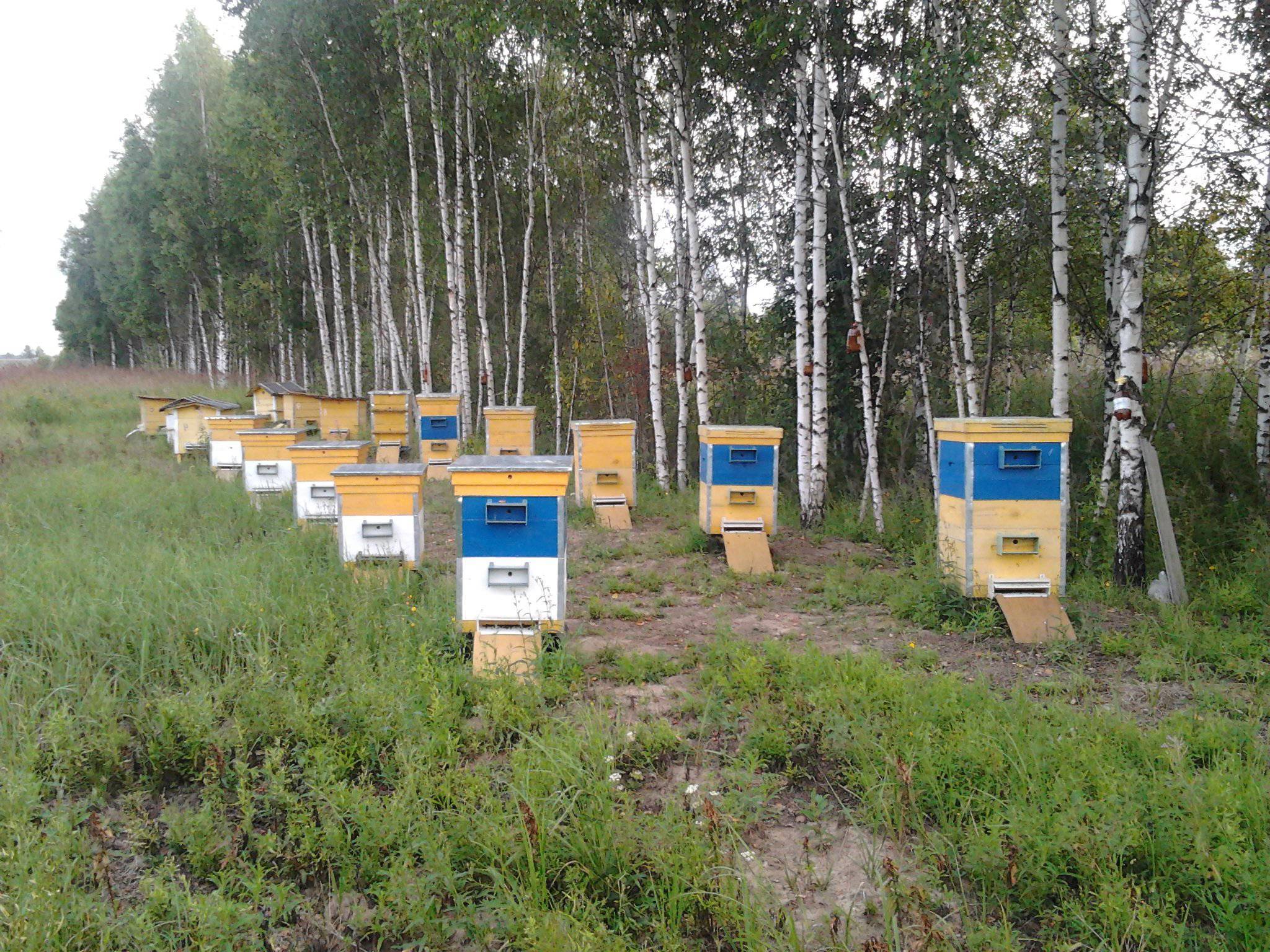 Правила организации и размещения пасеки - пчеловодство в нормах, правилах и законах,рекомендации и возможные ошибки.
