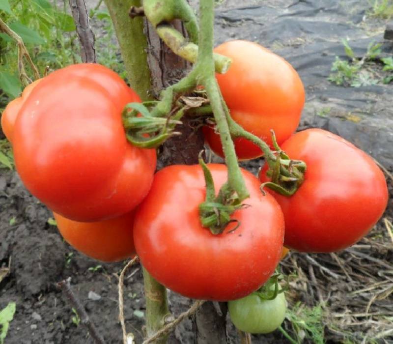 Как выращивать сорт томатов лабрадор?