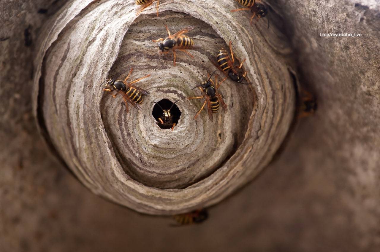 Как избавиться от осы: народные методы и химические препараты
