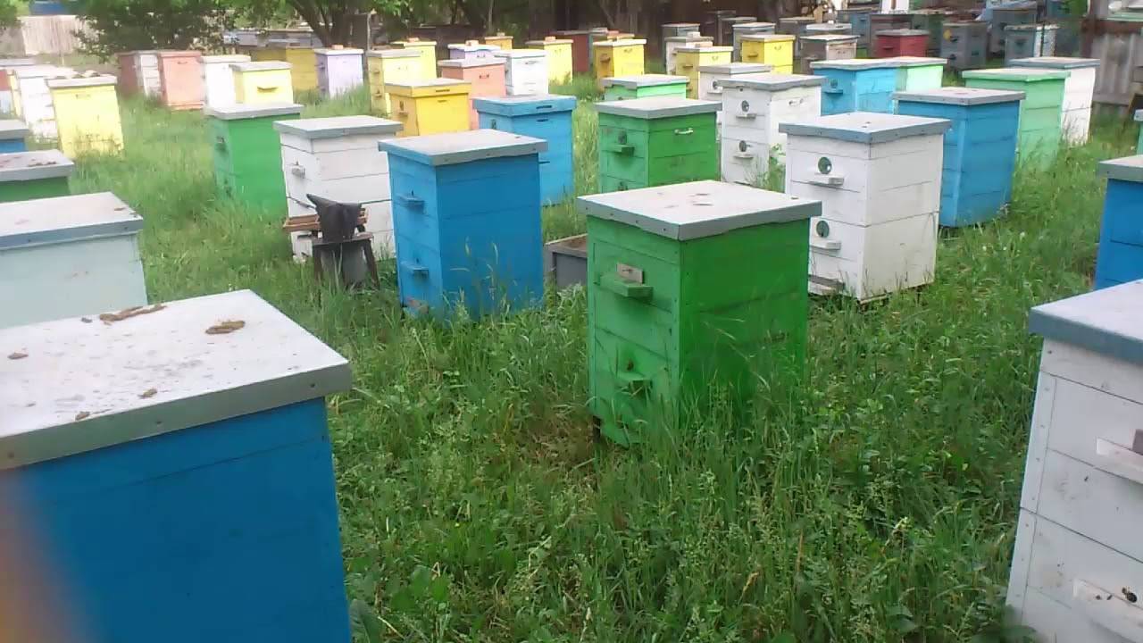ᐉ сколько меда дает один улей за сезон и за год? какие факторы влияют на производительность пчёл? - zookovcheg.ru