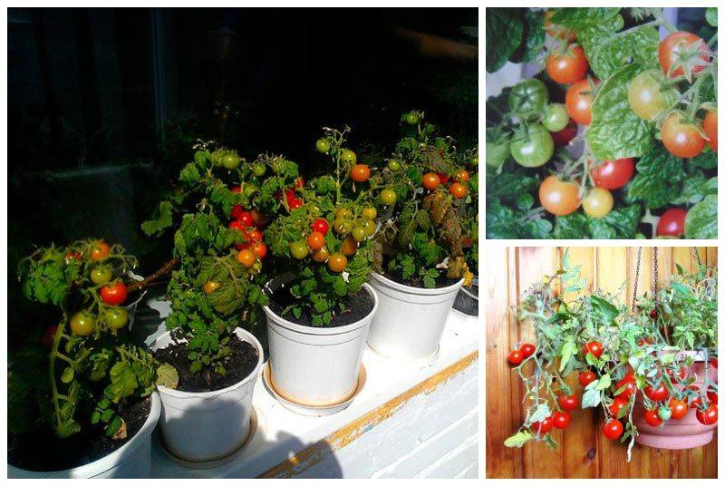 Как вырастить помидоры на балконе в домашних условиях пошагово с фото