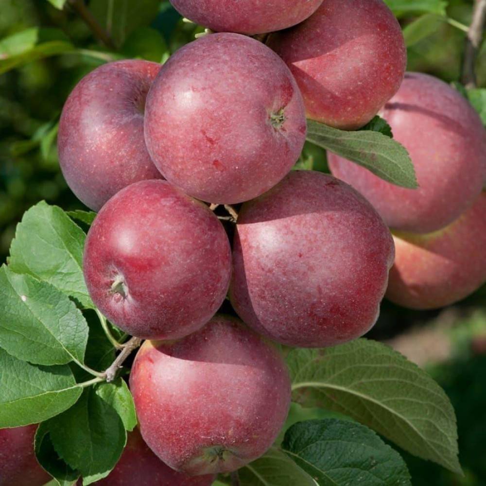 Яблоня спартан: описание и урожайность сорта, фото плодов и отзывы садоводов