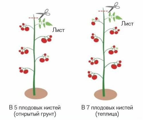 Формирование томатов в теплице пошаговая инструкция схема