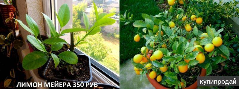 Как выращивать лимон в домашних условиях мейера?