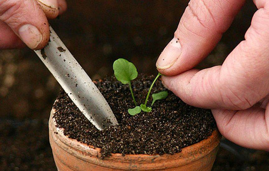 Рассада лобелии - секреты выращивания из семян своими руками