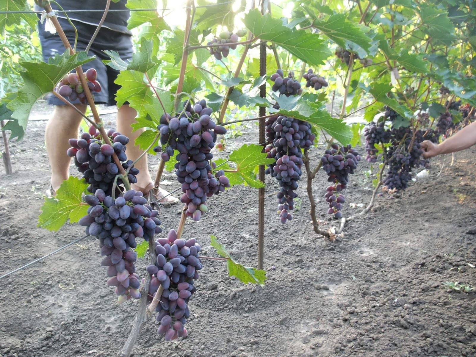Описание венгерского винограда сорта кишмиш 342, посадка и уход