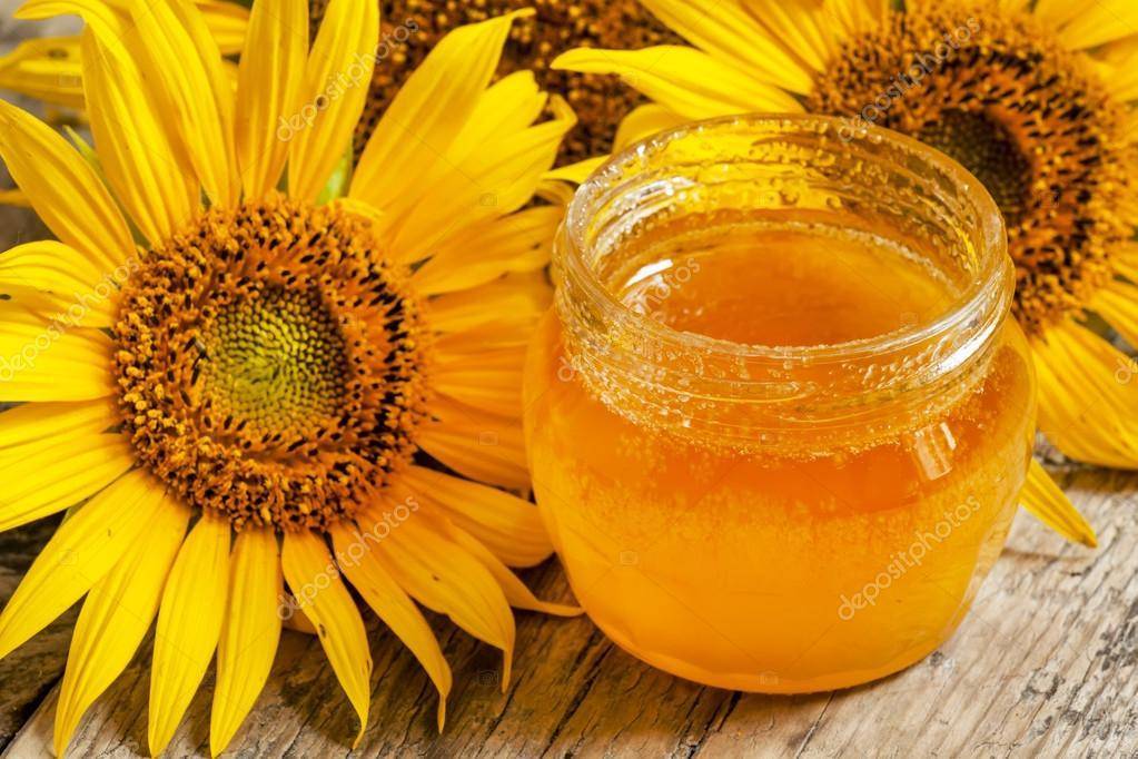 Подсолнечный мед: описание, полезные и лечебные свойства