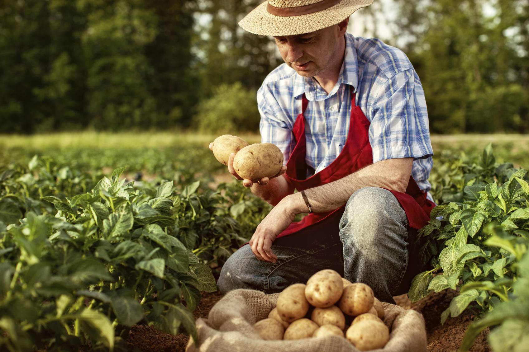 Как сажать картошку: выбор места, подготовка, сроки, способы посадки
