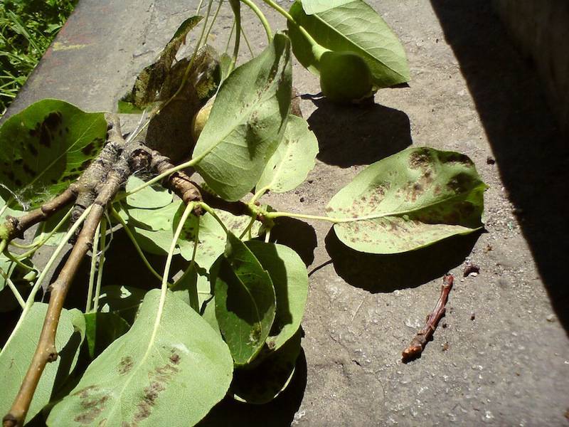 Чем лечить паршу на листьях груши: как бороться с черными пятнами