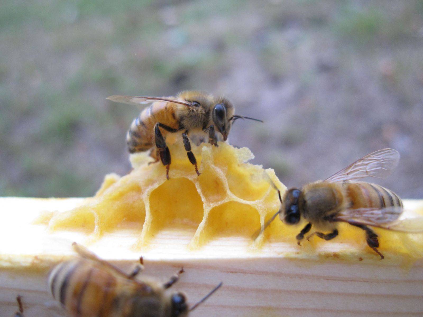 Как пчелам и осам удается делать мед и строить соты