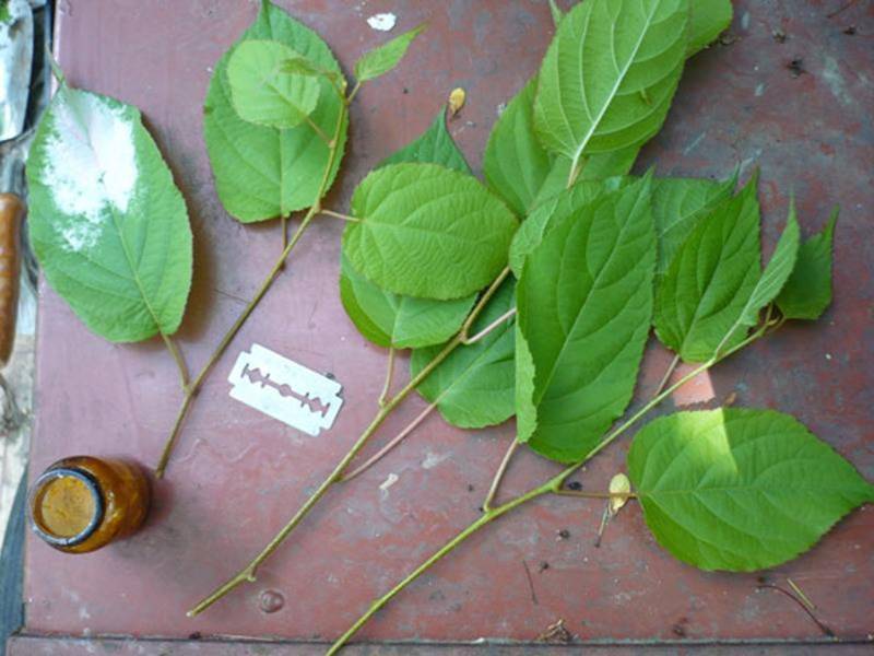 Посадка и выращивание актинидии из семян в открытом грунте
