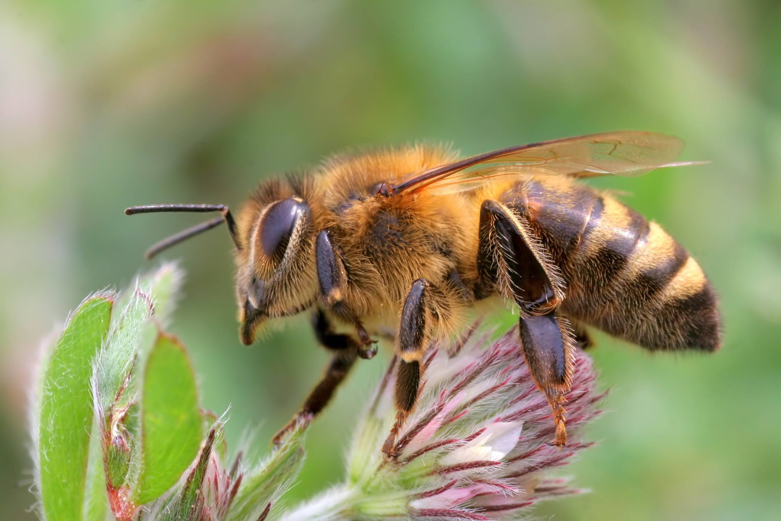 Украинская степная порода пчел - пчёлы | описание, советы, отзывы, фото и видео