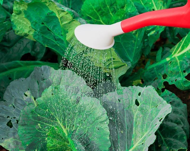 Как правильно и часто поливать капусту в открытом грунте