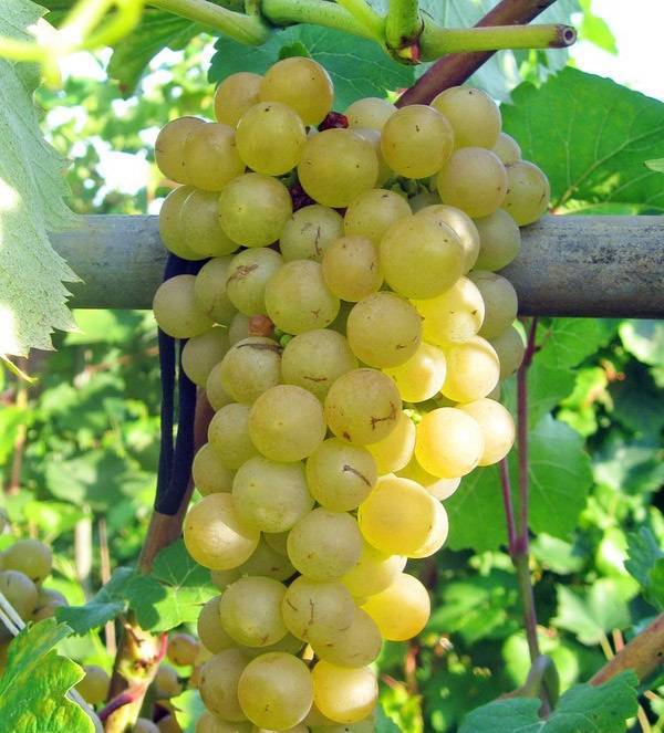 Виноград платовский: отзывы, фото, описание сорта, посадка и уход, выращивание, урожайность, вкусовые характеристики